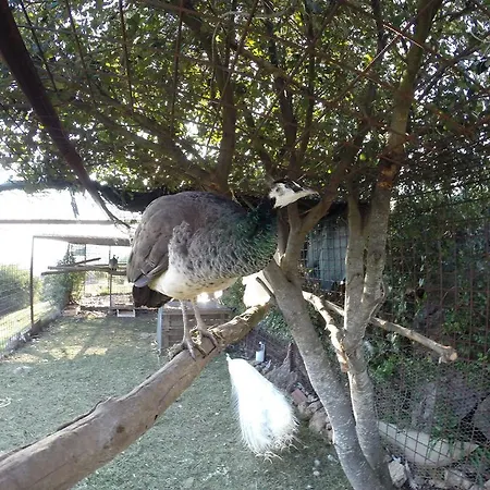 Campese 포르미아