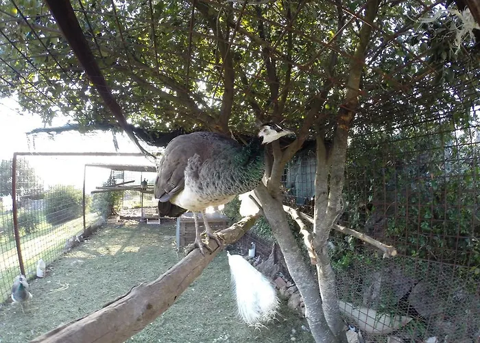 Campese Φόρμια